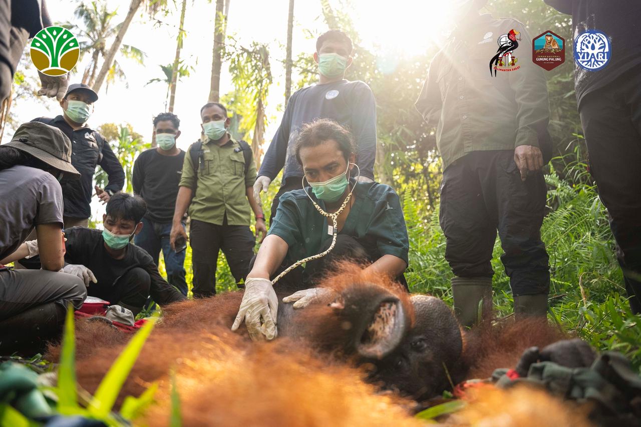 Pemeriksaan medis orangutan dokter hewan YIARI sebelum translokasi Taman Nasional Gunung Palung