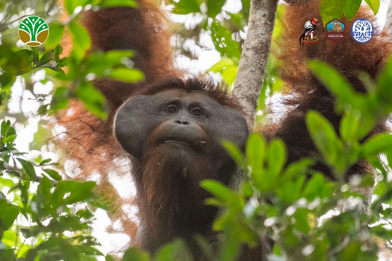 Mitigasi Konflik Manusia dan Satwa, Tim Gabungan Translokasi Orangutan ke Taman Nasional Gunung Palung