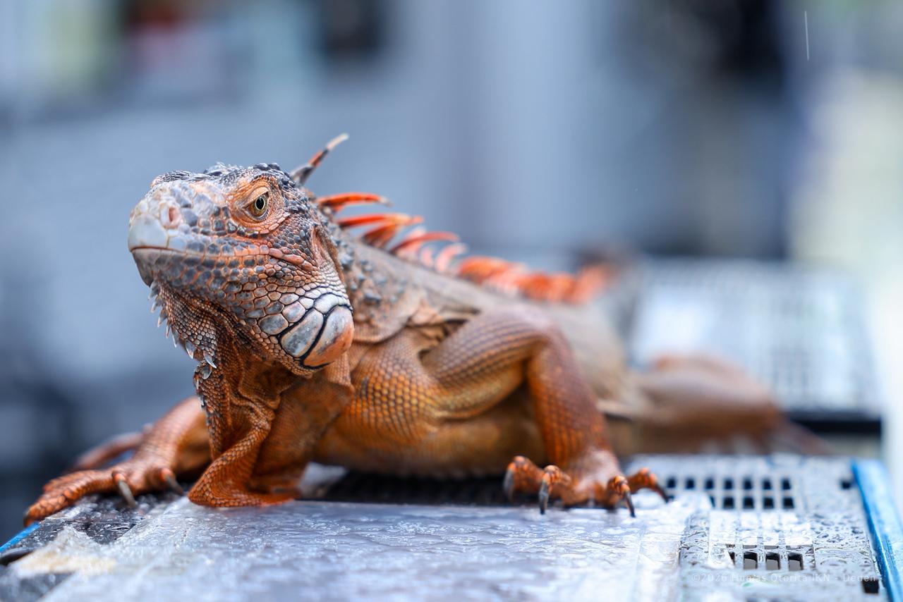 Nusantara Park Hadirkan Pameran Reptil Eksotis yang Memukau Pengunjung