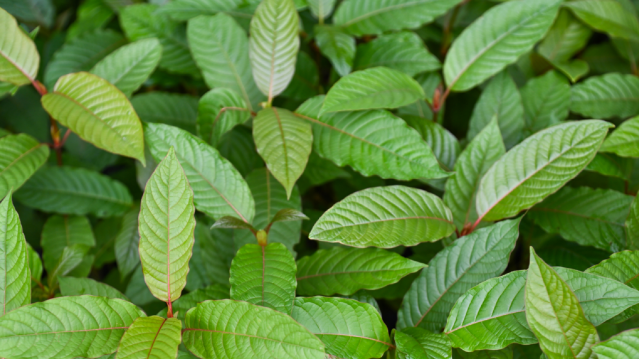 Industri Kratom Kutai Kartanegara Mulai Tantang Dominasi Kapuas Hulu
