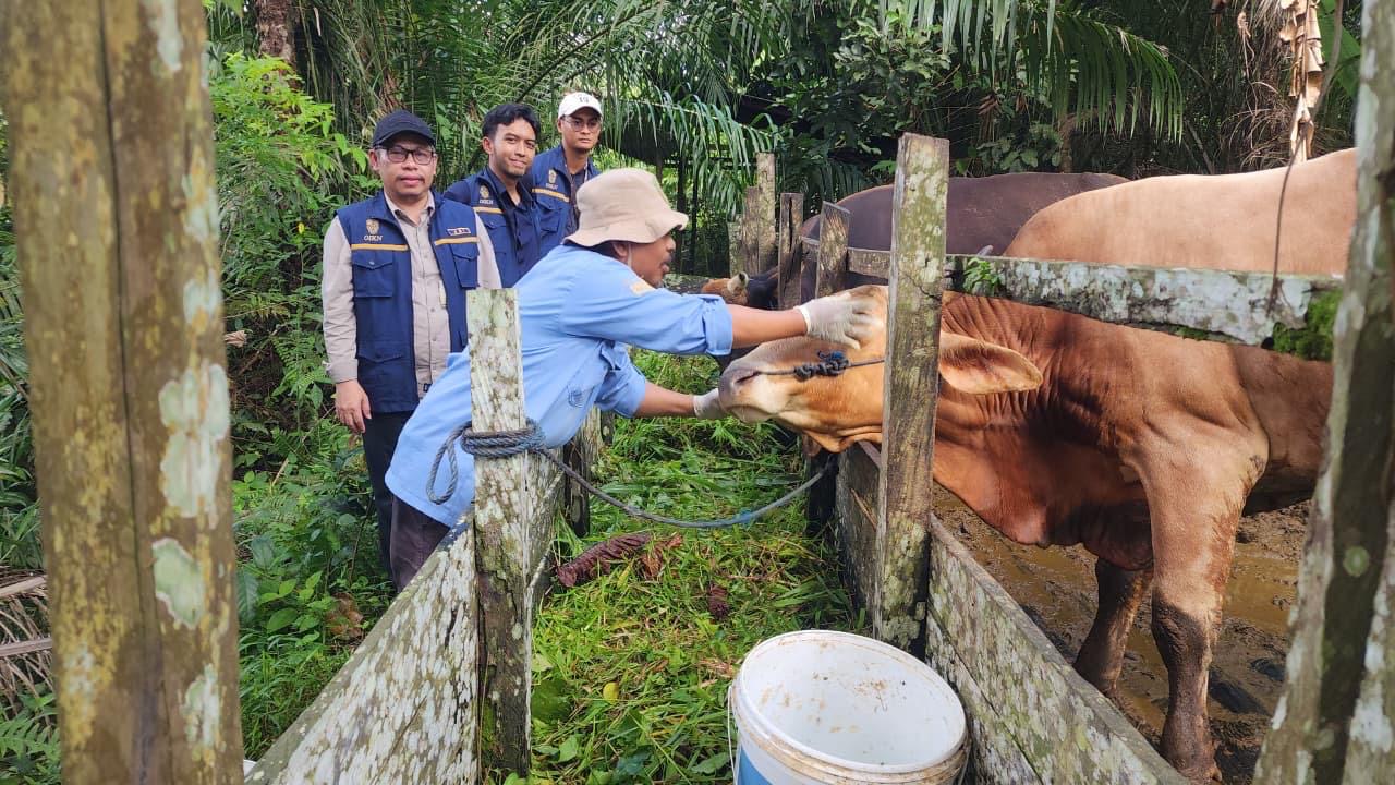 Semarak Iduladha di Ibu Kota Nusantara: 37 Hewan Kurban Disalurkan, Masjid Negara Jadi Pusat Penyembelihan
