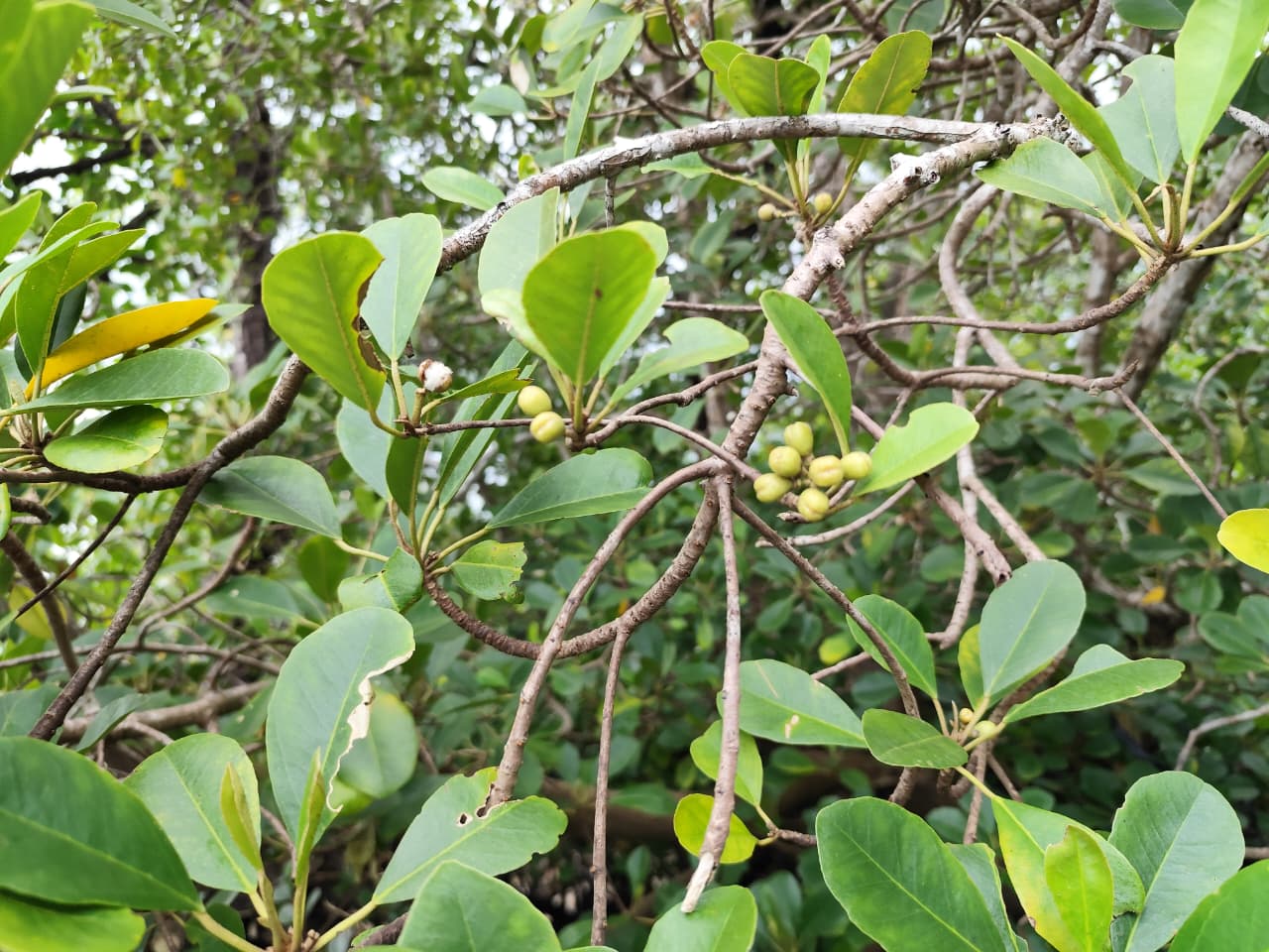 Daun-buah-Camptostemon-philippinensis-mangrove-langka-Teluk-Balikpapan