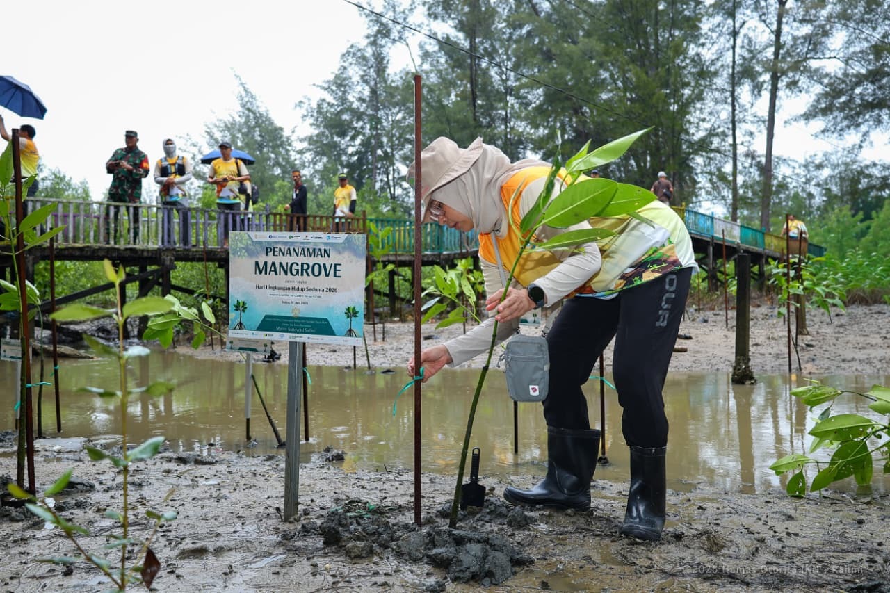 Aksi Lingkungan di IKN, 350 Mangrove Ditanam di Pantai Tanah Merah