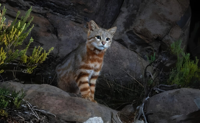 " Penampakan kucing liar langka colo-colo di alam bebas Chile memicu percepatan konservasi habitat. Aliansi satwa perketat pengawasan dari ancaman industri tambang."