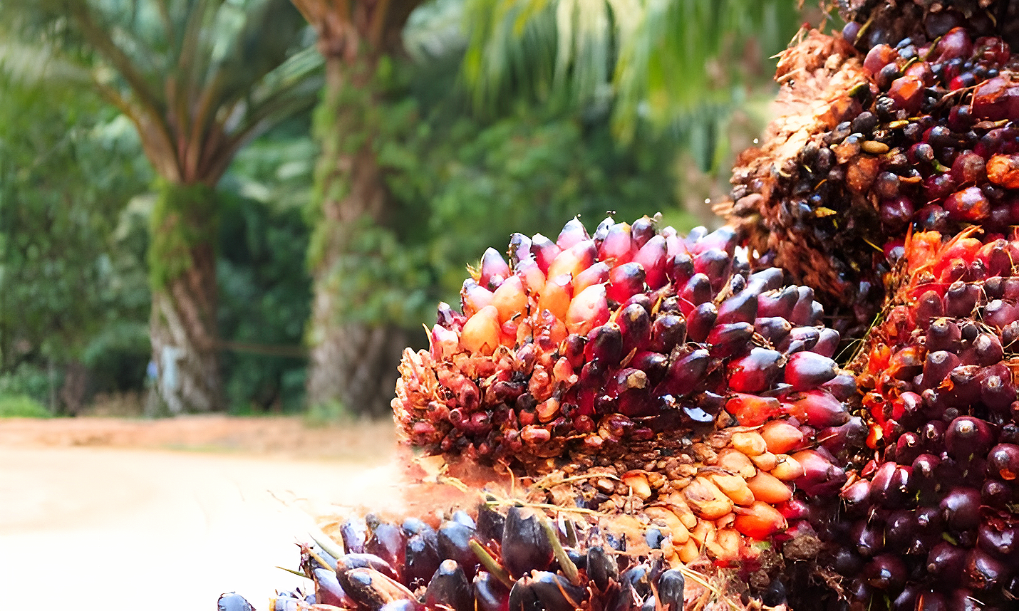 Menutup Kebocoran Devisa, Jangan Membocorkan Kesejahteraan Petani