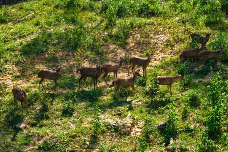 "Kawanan rusa sambar mulai kembali mendiami kawasan IKN seiring terbentuknya ekosistem kota hutan (smart-forest city)."
