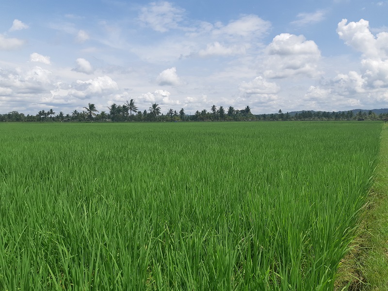 Kejar Swasembada Beras, Pemprov Kaltim Usul Cetak 13.000 Hektare Sawah Baru