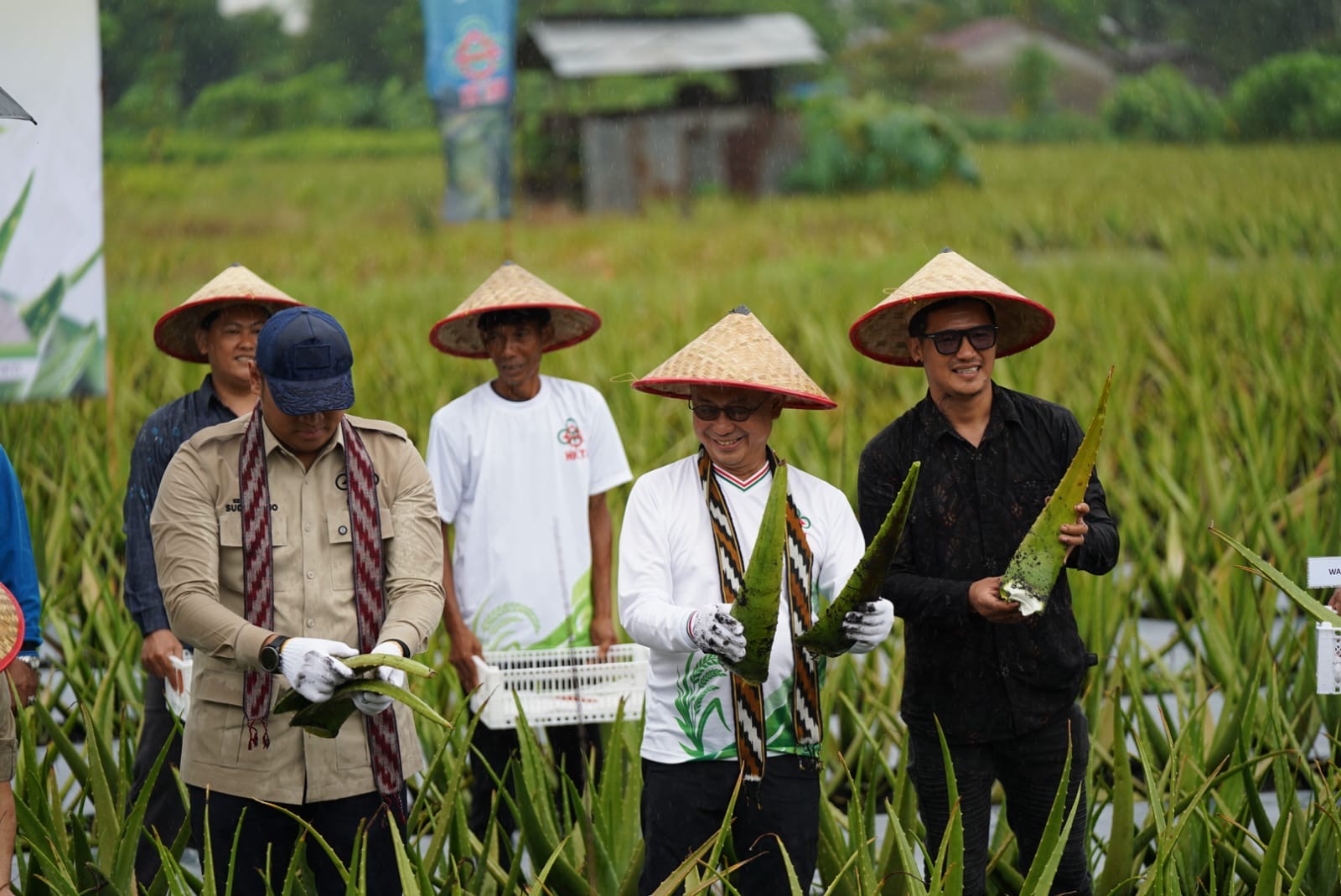 Sasar Swasembada, Lahan Gambut Pontianak Utara Dipertahankan Jadi Sentra Hortikultura
