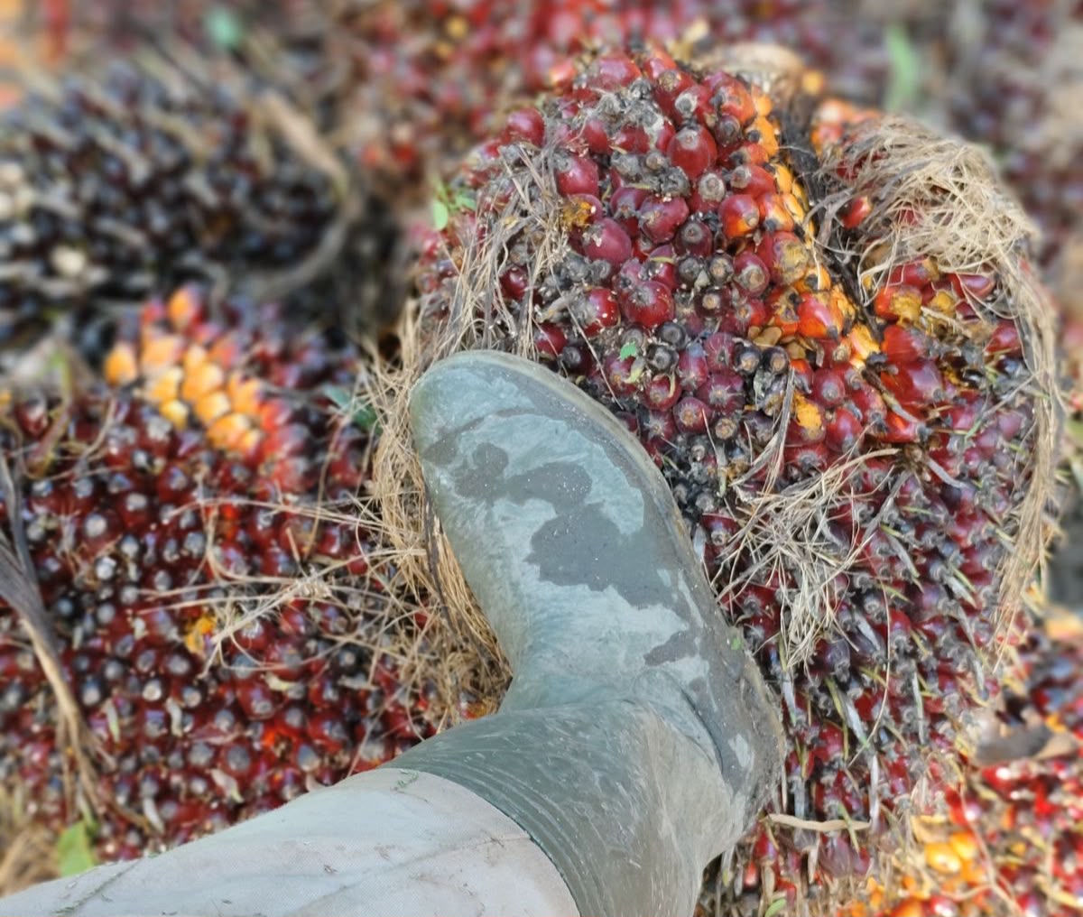 Disbun Kaltim Dorong Pekebun Sawit Bermitra untuk Kepastian Harga TBS