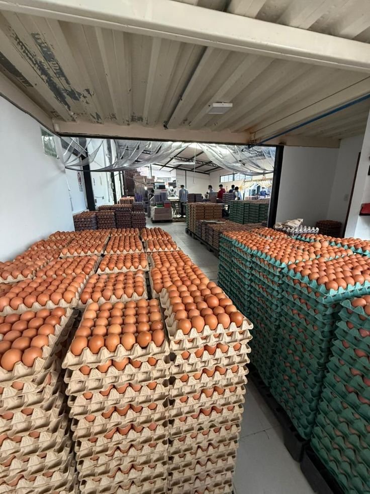 harga-telur-ayam-ras-anjlok-skema-serapan-logistik-program-makan-bergizi-gratis.jpg