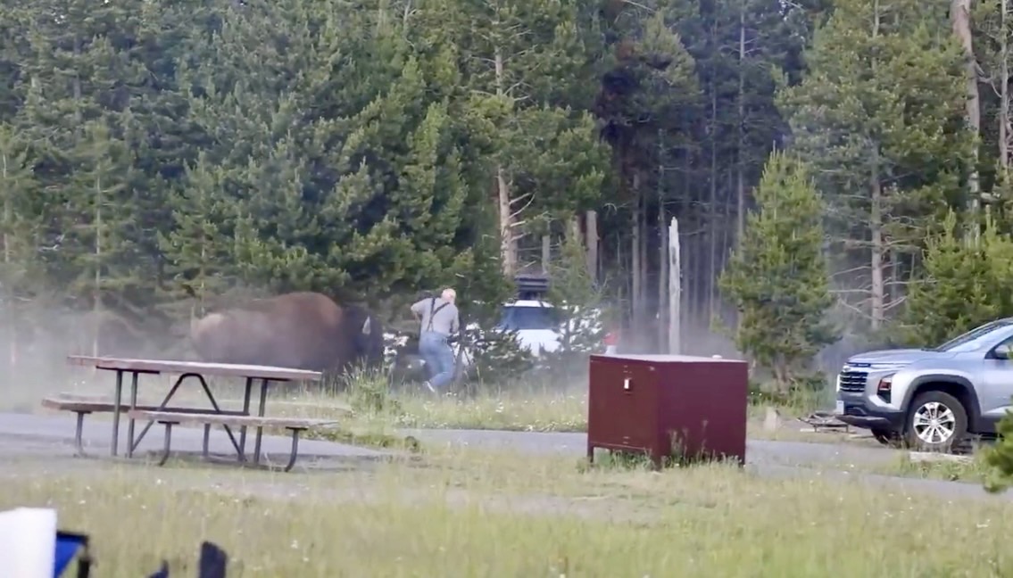 Bison di Taman Nasional Yellowstone Serang Turis hingga Melayang ke Udara, Korban Luka Parah