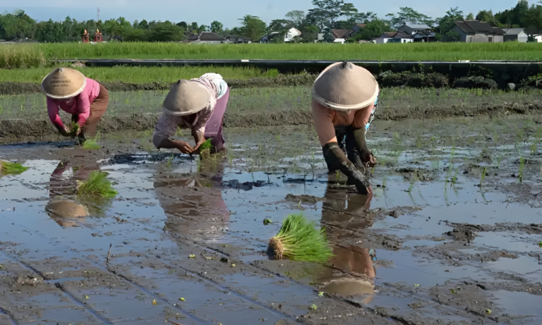 "Petani di Penajam Paser Utara masih antre BBM di SPBU umum. Pemkab arahkan Koperasi Merah Putih bangun SPBU khusus petani kelola 562 ribu liter solar."