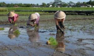 "Petani di Penajam Paser Utara masih antre BBM di SPBU umum. Pemkab arahkan Koperasi Merah Putih bangun SPBU khusus petani kelola 562 ribu liter solar."