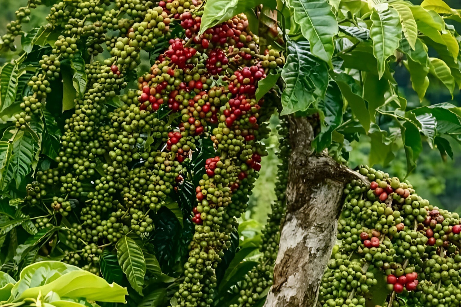 Krisis Kopi Brasil Imbas El Nino Jadi Peluang Sekaligus Ancaman Inflasi di Indonesia