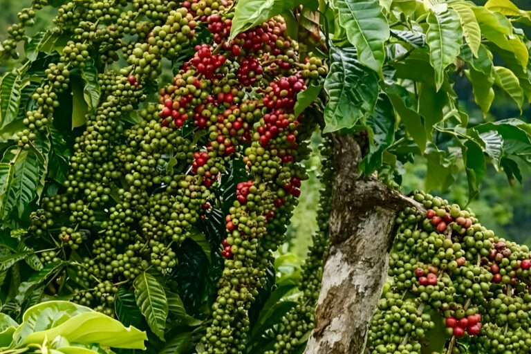 "Penurunan 20% produksi kopi Brasil akibat El Nino berdampak pada pasar Indonesia. Simak peluang ekspor robusta hingga ancaman inflasi kedai kopi domestik."