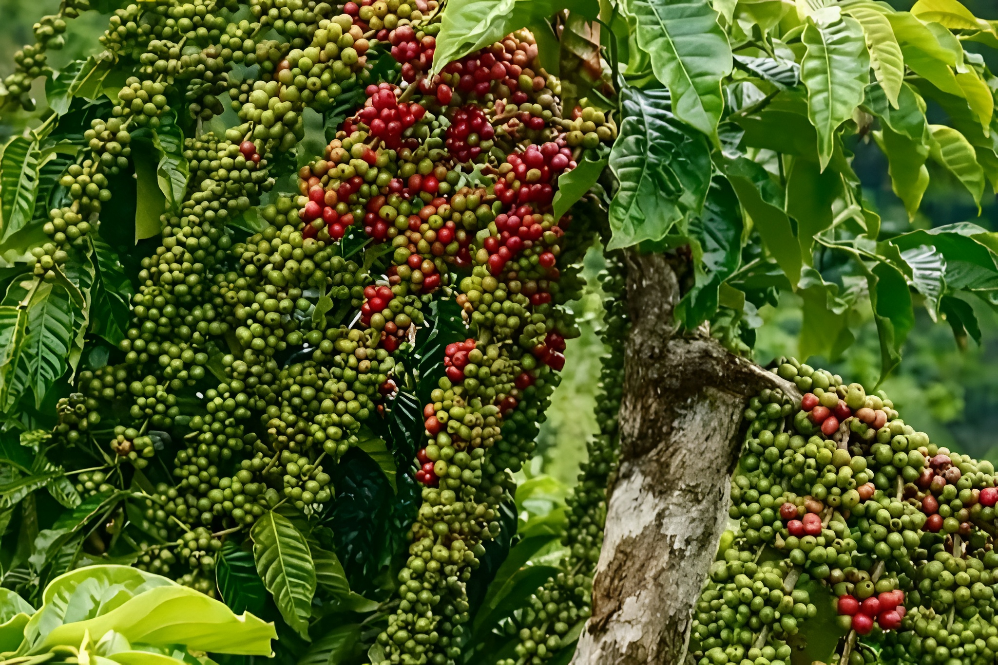 Krisis Kopi Brasil Imbas El Nino Jadi Peluang Sekaligus Ancaman Inflasi di Indonesia