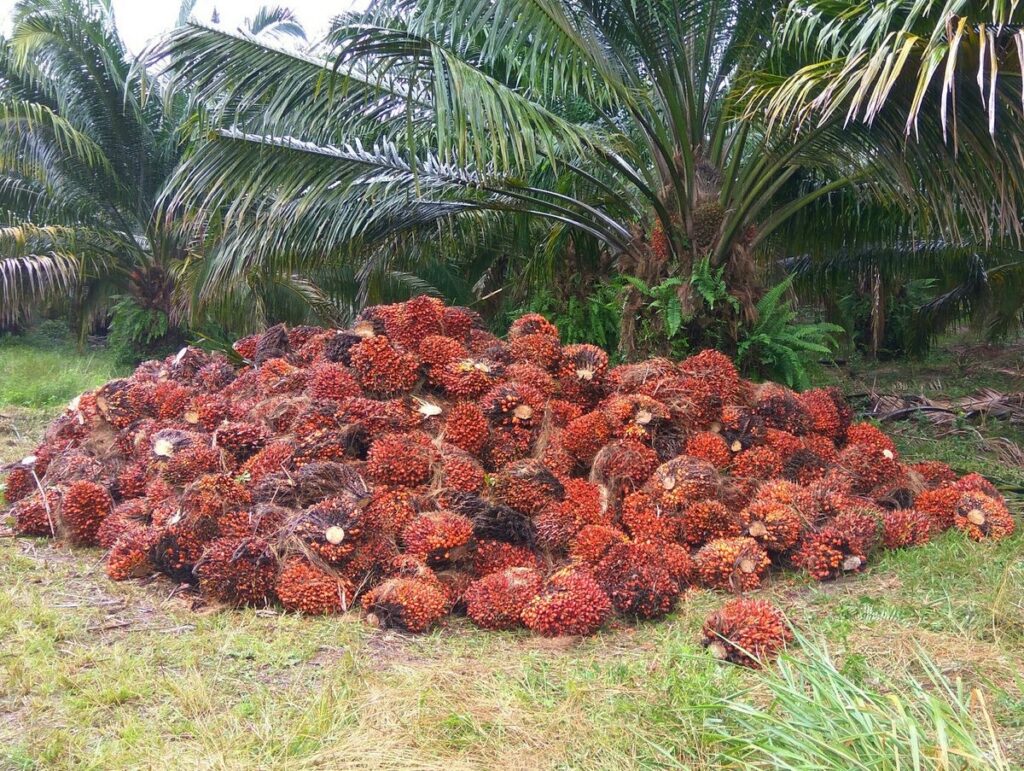 Dipicu Penguatan CPO Global, Harga TBS Sawit Kaltim Tembus Rp3.469 per Kilogram