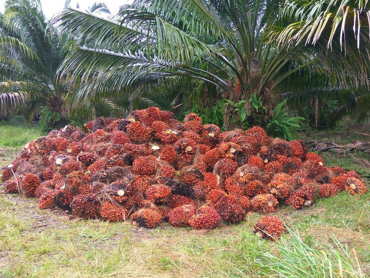 Dipicu Penguatan CPO Global, Harga TBS Sawit Kaltim Tembus Rp3.469 per Kilogram