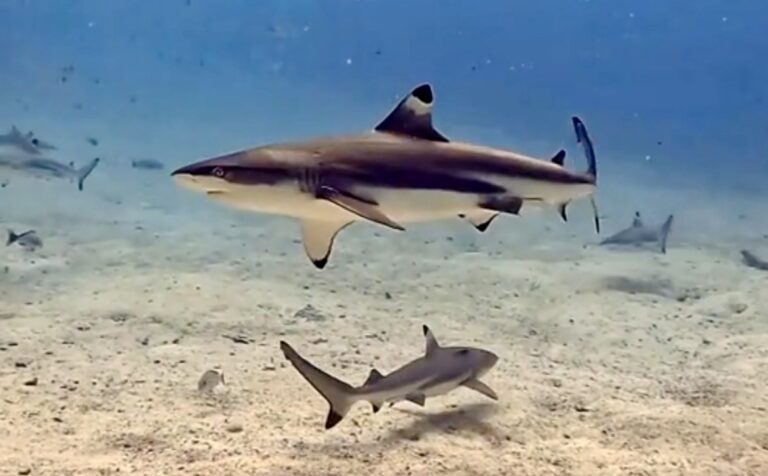 Seekor hiu sirip hitam (blacktip reef shark) sedang berenang bebas di atas pasir dasar laut yang jernih di kawasan konservasi perairan.