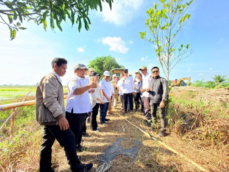 "Kementan dan DPKP Kalsel meninjau lahan terdampak kekeringan dan capaian LTT padi di Barito Kuala guna mempercepat target swasembada pangan."