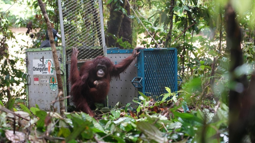 Lima Individu Orangutan Kembali ke Rumah Alami Taman Nasional Betung Kerihun