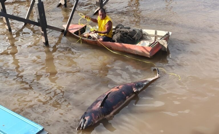 "Seekor lumba-lumba hidung botol Indo-Pasifik yang tersesat di Sungai Mahakam ditemukan mati di Loa Kulu, Kukar. BPK Pontianak sebut dugaan beda salinitas."