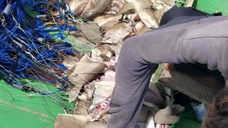 "Petugas patroli amankan 38 ekor hiu dan 13 nelayan (9 asal Malaysia) di kawasan konservasi Berau. Hiu diburu untuk umpan pancing rawai."