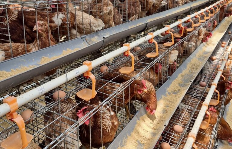 Kondisi kandang ayam petelur mandiri saat harga telur anjlok pakan ayam mahal