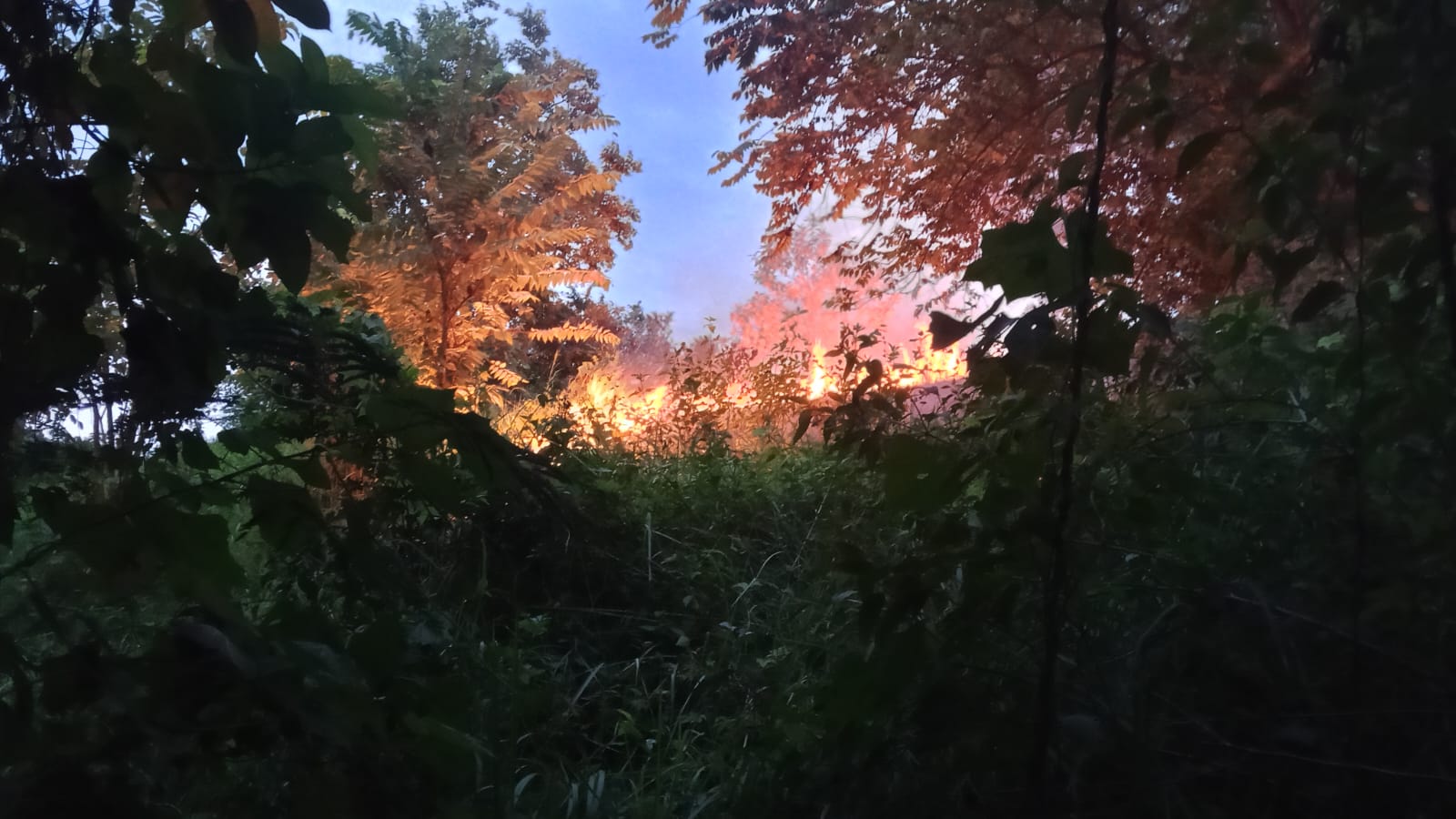 Puncak Kemarau Tiba, Kebakaran Hutan dan Lahan Meluas di Sejumlah Daerah