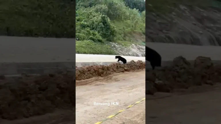 Seekor beruang madu berjalan di dekat area pembangunan infrastruktur di kawasan Ibu Kota Nusantara (IKN).