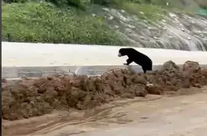 Beruang Madu, Ular, hingga Macan Dahan Berkeliaran di IKN