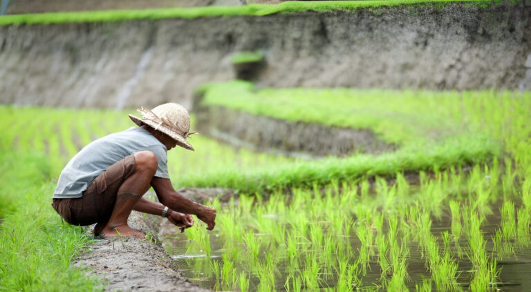 "DTPH Kaltim catat realisasi luas tanam pangan Agustus capai 80 persen dari target 2.400 hektare, siapkan bantuan pompa atasi 200 hektare sawah kekeringan berat."