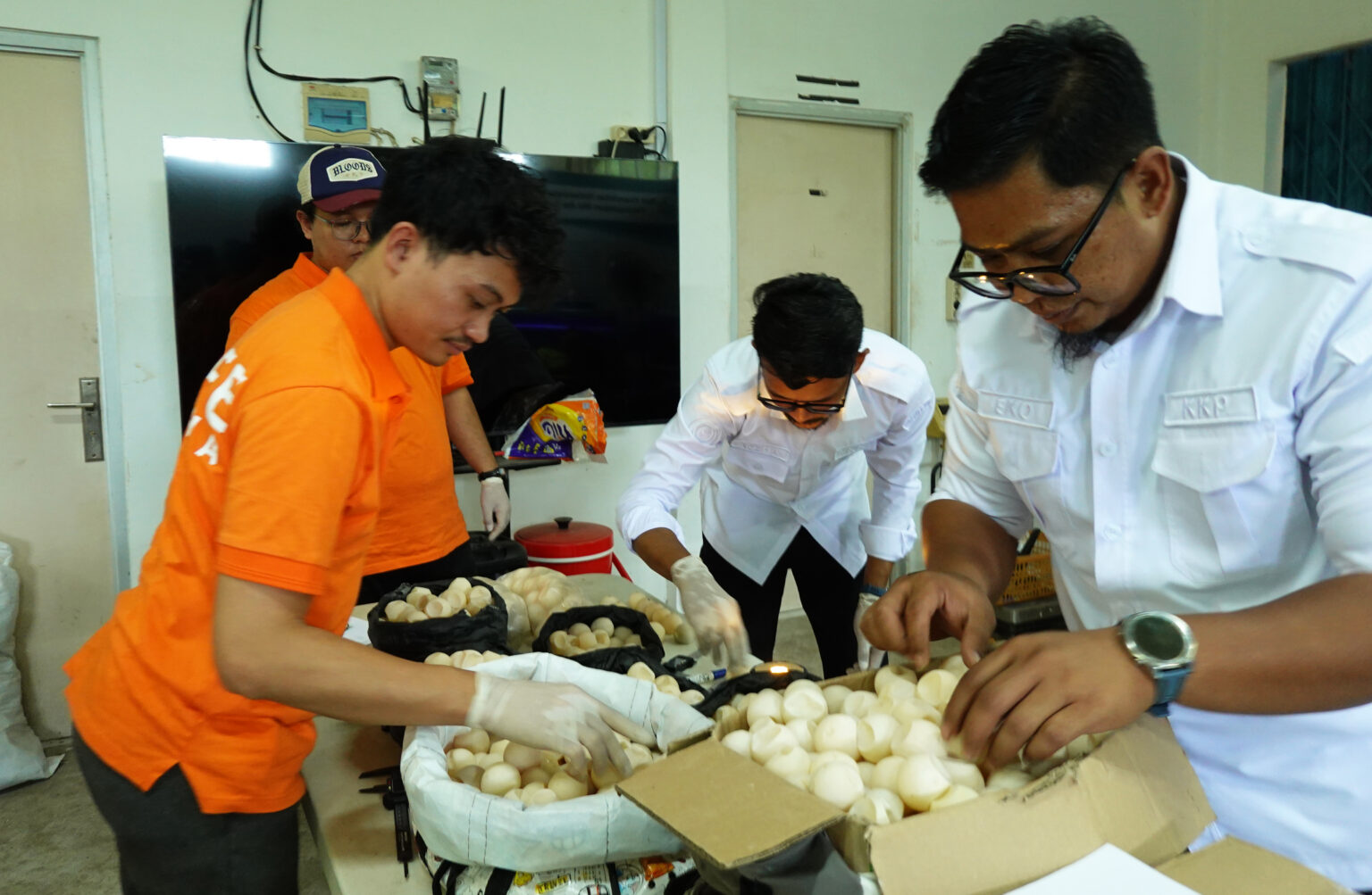 Balai PK Pontianak Sita 1.286 Butir Telur Penyu Tanpa Pemilik di Sambas