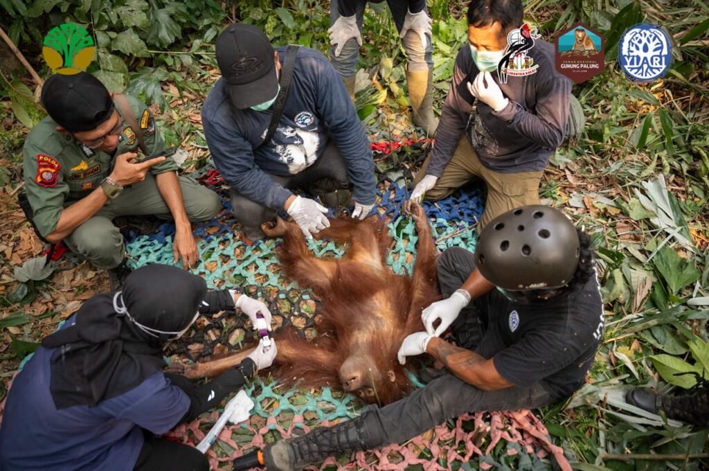 Koridor Hutan Terbakar Karhutla, Tiga Orangutan di Ketapang Dievakuasi ke TN Gunung Palung