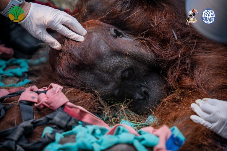 "BKSDA Kalbar dan YIARI evakuasi orangutan jantan di kebun sawit Matan Hilir Utara Ketapang yang ditemukan lemas dan alami hipoksia akibat asap karhutla."