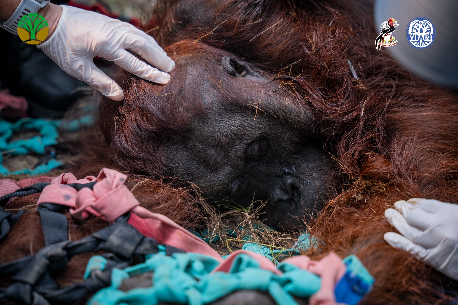 Terpapar Asap Karhutla, Orangutan Jantan Ditemukan Lemas di Kebun Warga Ketapang