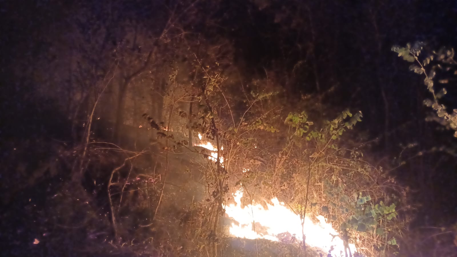 Laporan BNPB: Karhutla Melanda Klaten, Magetan, Jombang, dan Seram Bagian Timur