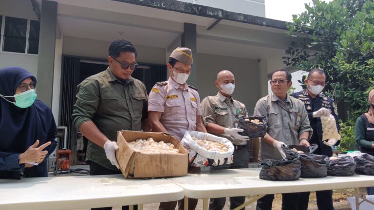 "Balai PK Pontianak musnahkan 1.190 butir telur penyu infertil sitaan Pamtas TNI di Sambas, 96 butir telur lainnya diselamatkan ke ruang inkubasi."