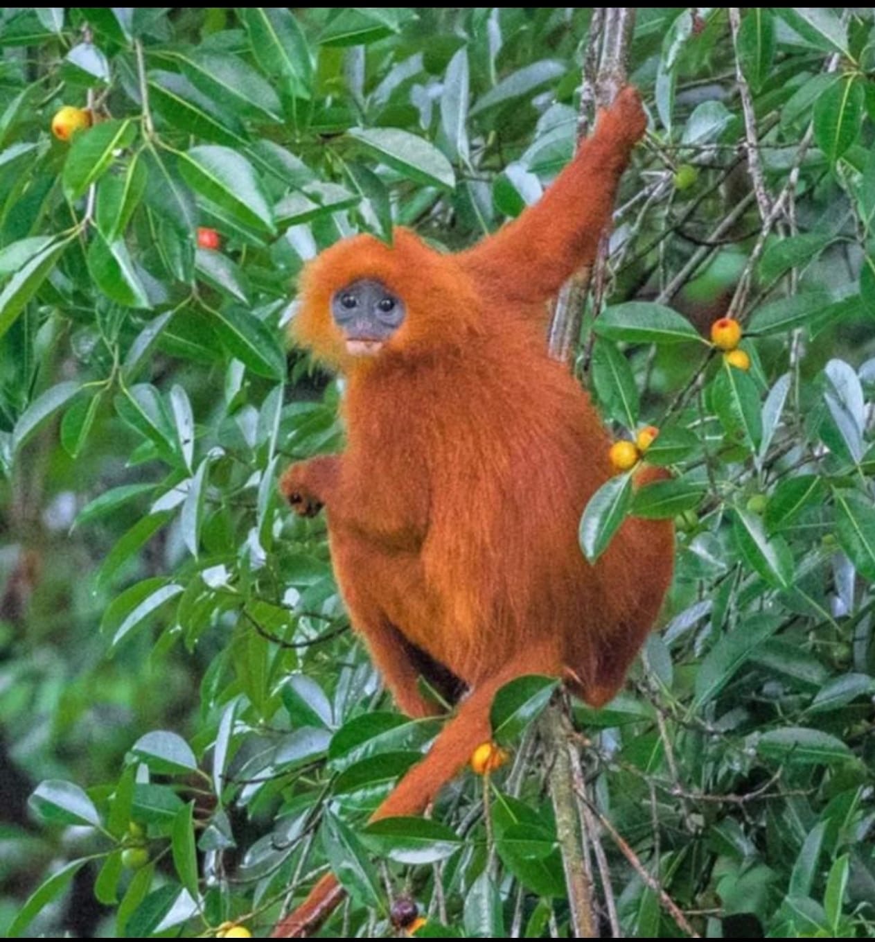 Dari Kerang Bambu Hingga Kelasi: Ketika Generasi Z Menjadi Jembatan Baru Konservasi