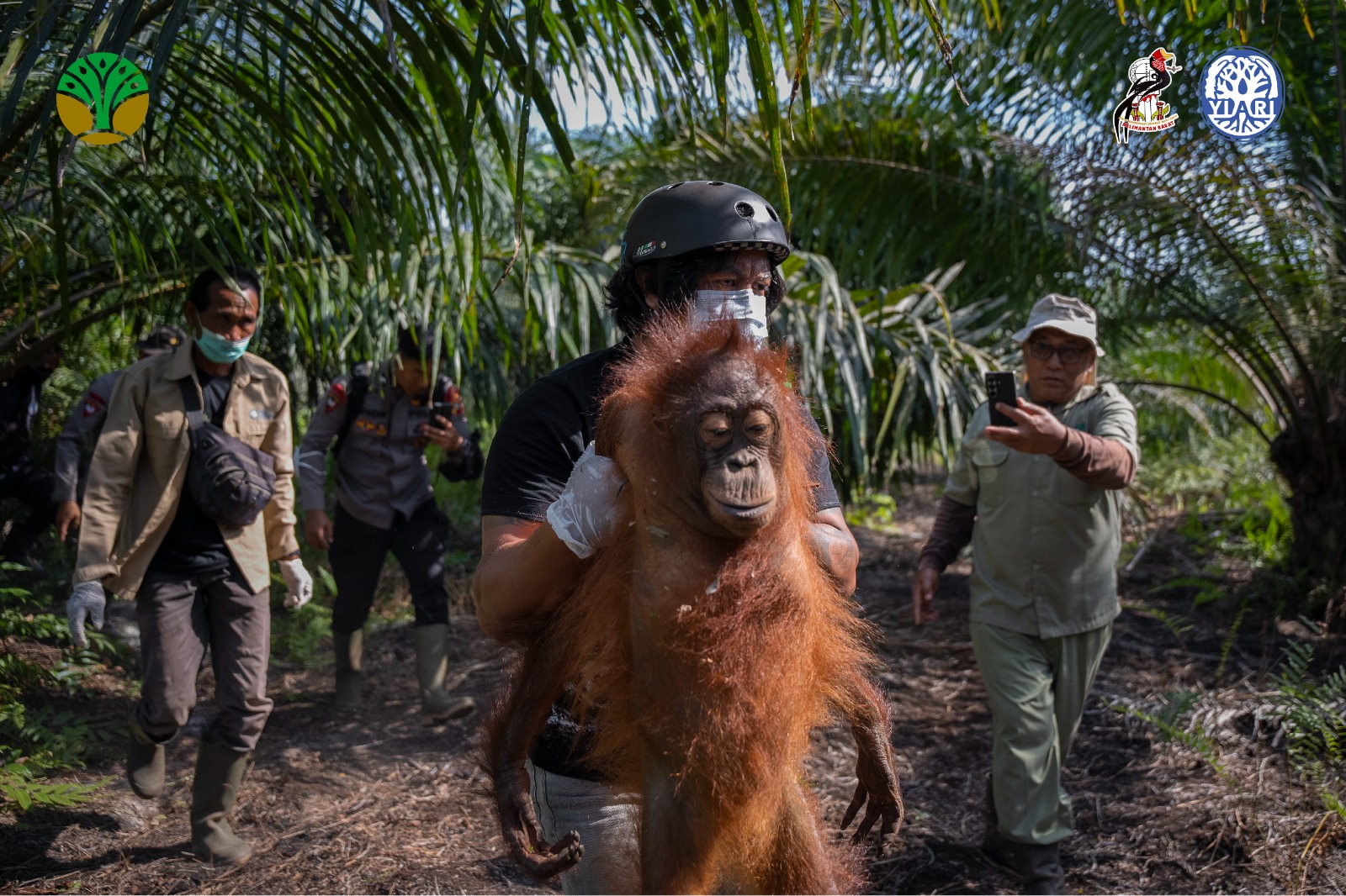 Habitat Terbakar Karhutla, Induk dan Anak Orangutan di Ketapang Dievakuasi ke TN Gunung Palung