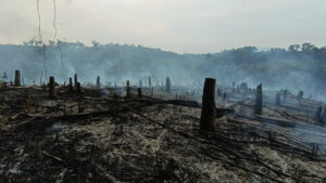 Lahan sisa pembakaran dengan tunggul-tunggul pohon hitam dan asap putih yang masih mengepul, berlatar belakang hutan hijau. (Dok. Nusantara Post/Yustinus Rudiyanto)