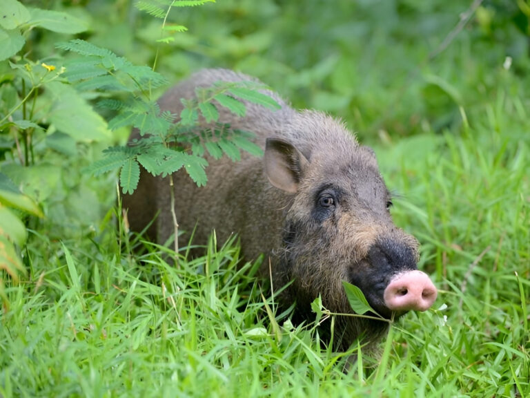 "Mengenal babi berjenggot (Sus barbatus), mamalia unik khas Kalimantan dengan ciri fisik janggut di rahang serta rumbai ekor mirip gajah."