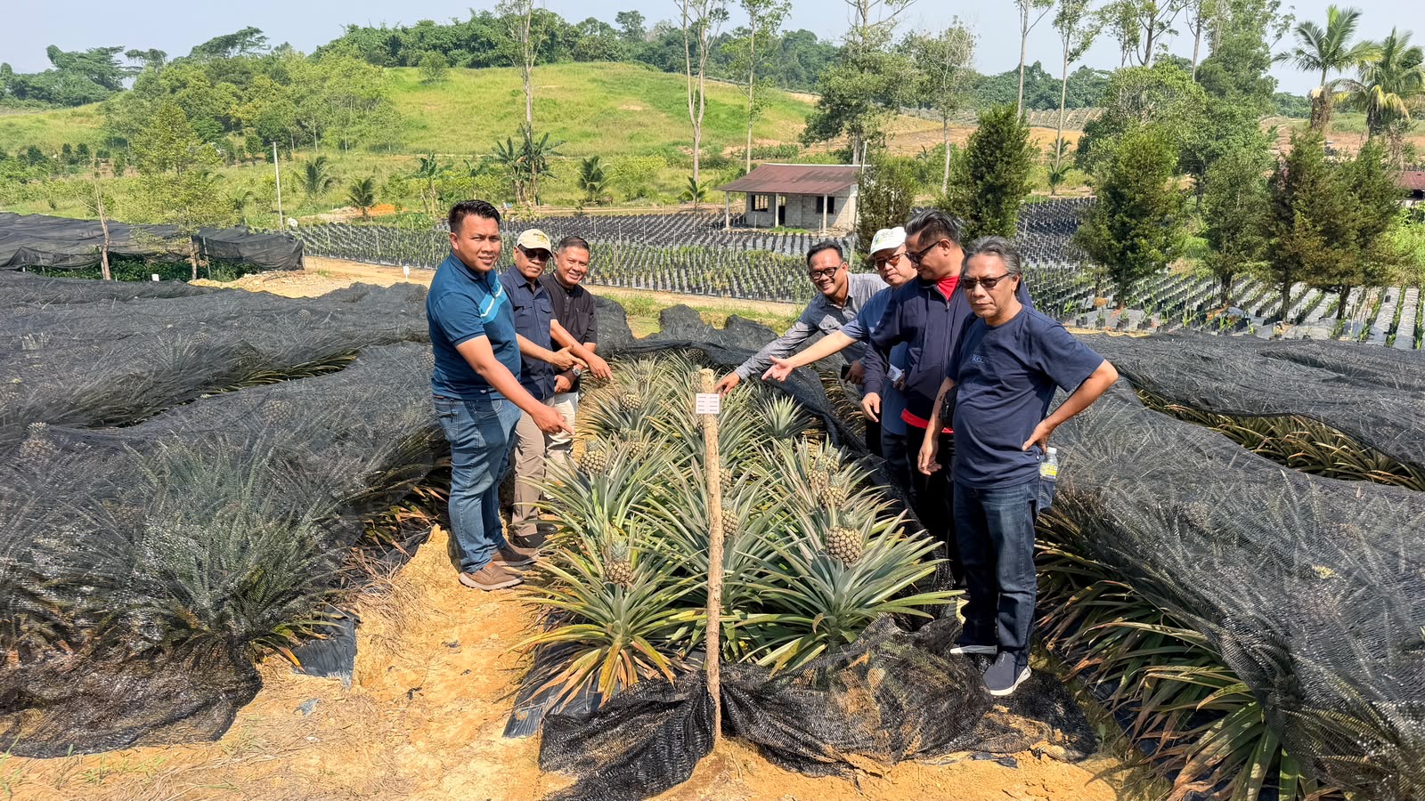 Dari Gambut ke Pasar Dunia: Pelajaran Nanas Sarawak untuk Kubu Raya