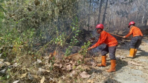 Dua petugas BPBD berbaju oranye memadamkan api karhutla menggunakan metode gepyok ranting pohon di kawasan Perhutani Trenggalek. (Dok. BPBD Jawa Timur)