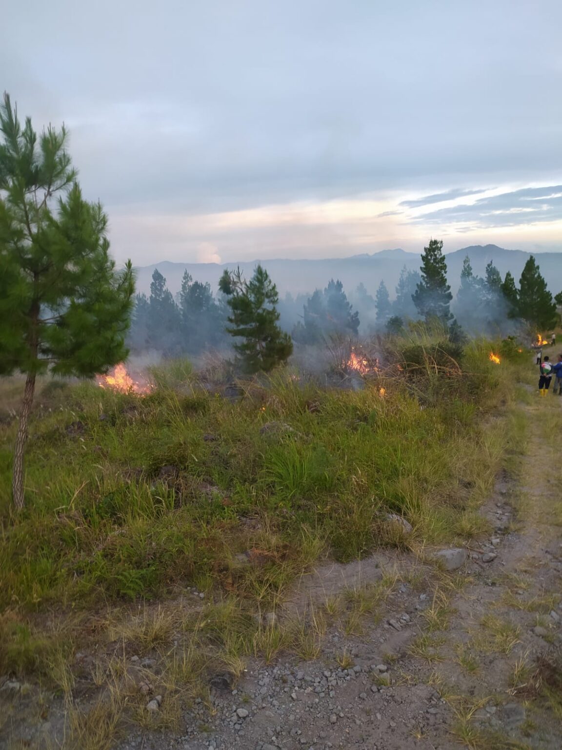 Puluhan Hektare Terbakar di Berbagai Daerah, BNPB Perketat Penanganan Karhutla
