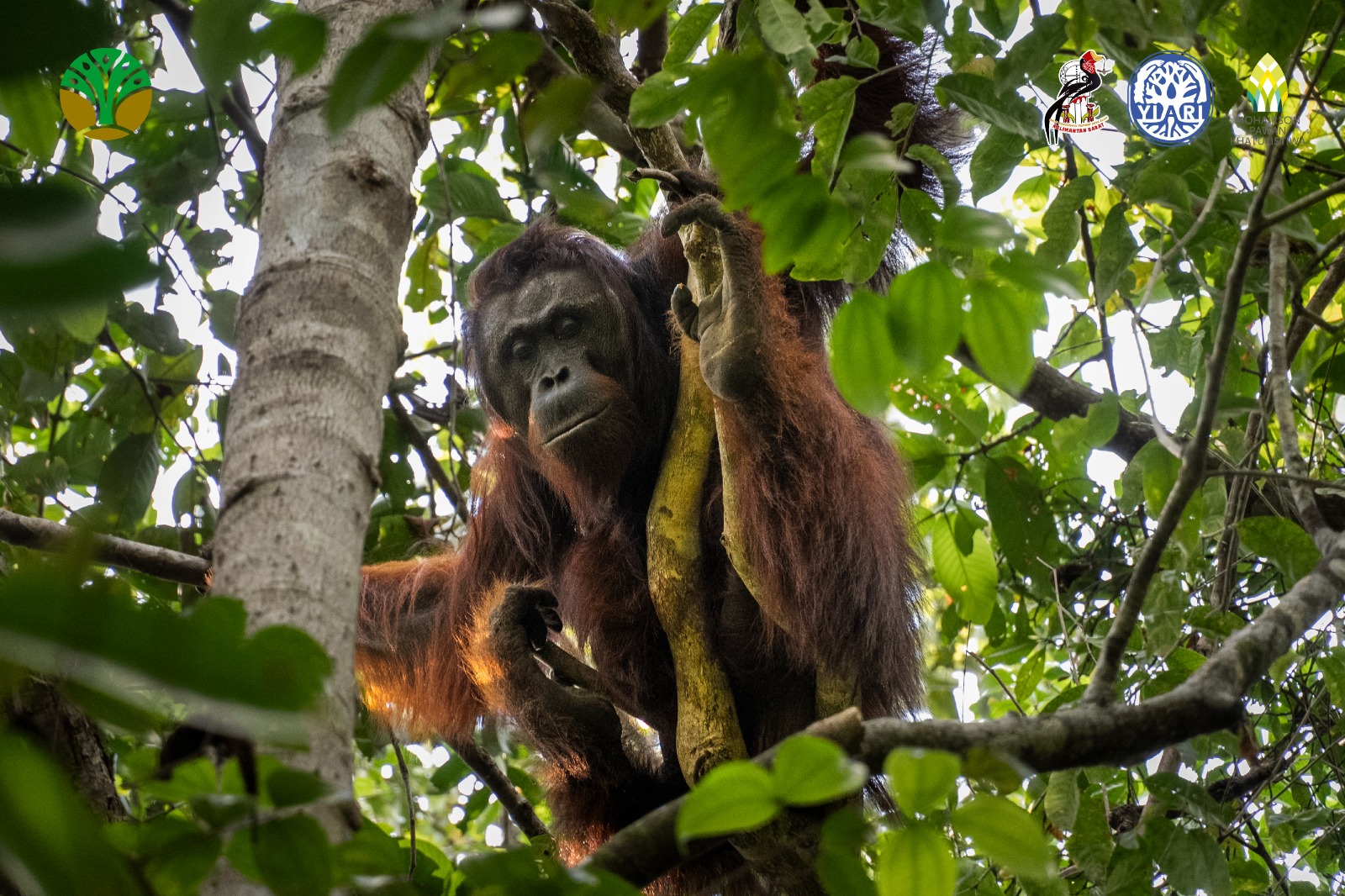 Terancam Karhutla, Orangutan Jantan di Ketapang Dievakuasi Tim Gabungan