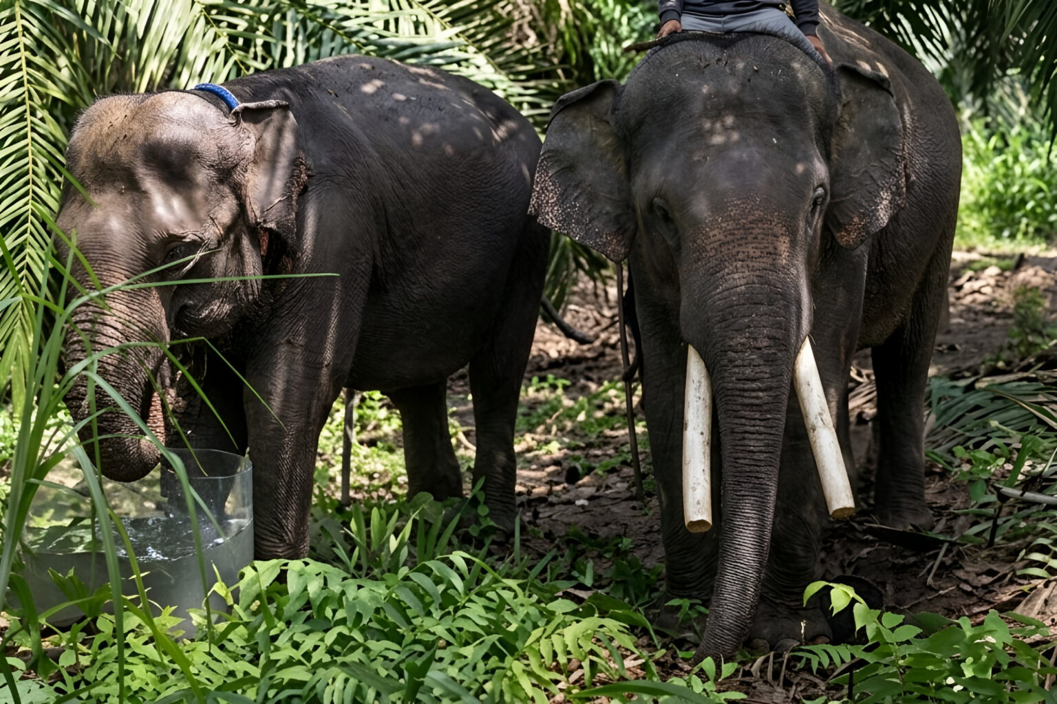 Tiba di Tabang Zoo Kukar, BKSDA Pastikan Gajah Deo dan Sinta Sehat