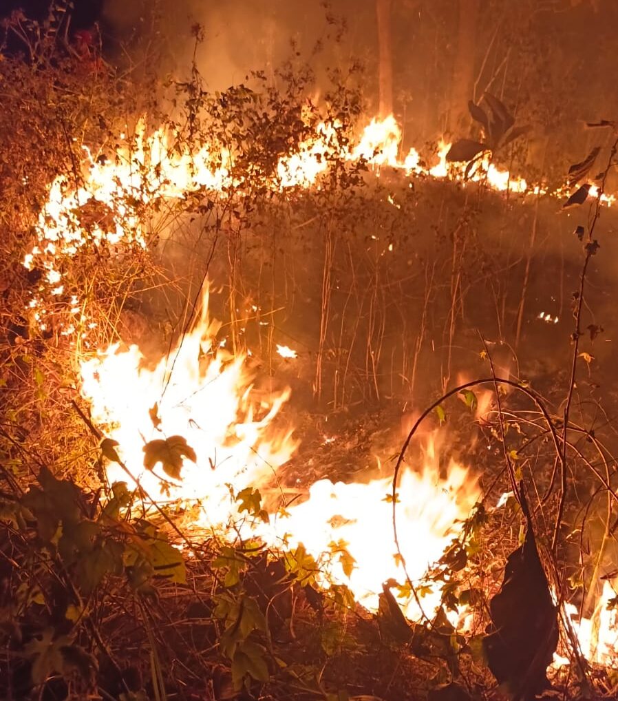 Lanskap pepohonan di kawasan hutan yang diselimuti oleh kabut asap tipis akibat karhutla.
