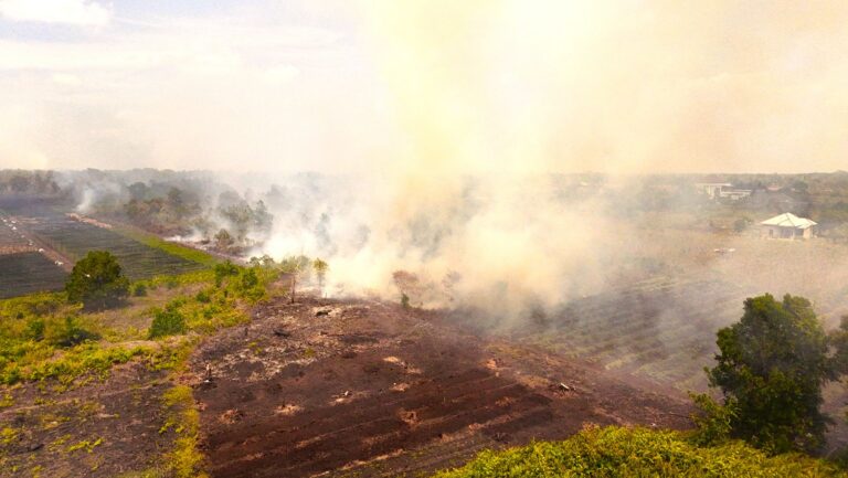 lahan gambut terbakar di Kalimantan Barat, terkait laporan kebakaran hutan di areal konsesi perusahaan