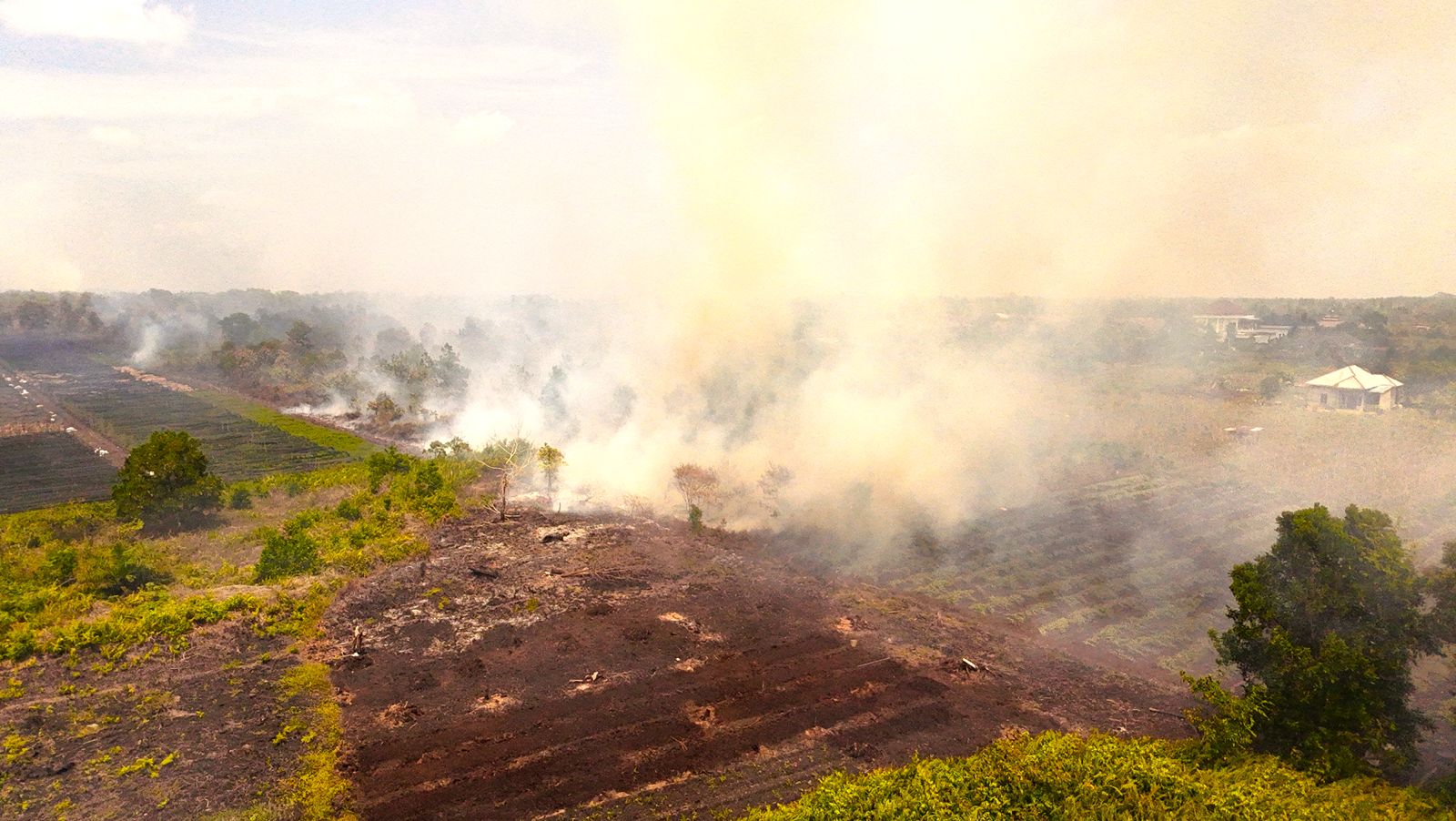 5 Perusahaan Terafiliasi Sinar Mas/APP Group Ikut Sebabkan Kebakaran Hutan di Kalimantan Barat